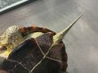画像6: クサガメ メス (20cm±)頭3.5 WILD v (6)