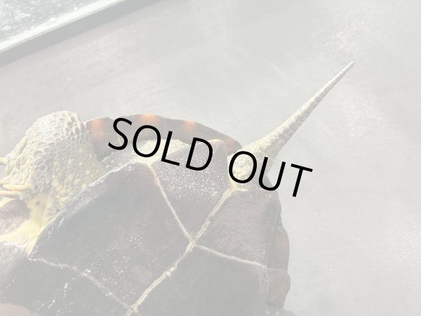 画像6: クサガメ メス (20cm±)頭3.5 WILD v (6)