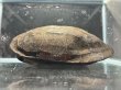 画像2: オオアタマクサガメ メス(19cm±)頭4.5 WILD▲ (2)