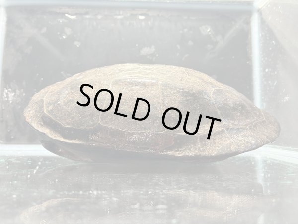 画像2: オオアタマクサガメ メス(19cm±)頭4.5 WILD▲ (2)