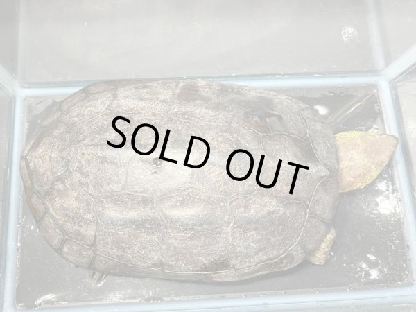 画像2: クサガメ メス (21.5cm±)頭4.0 WILD v (2)