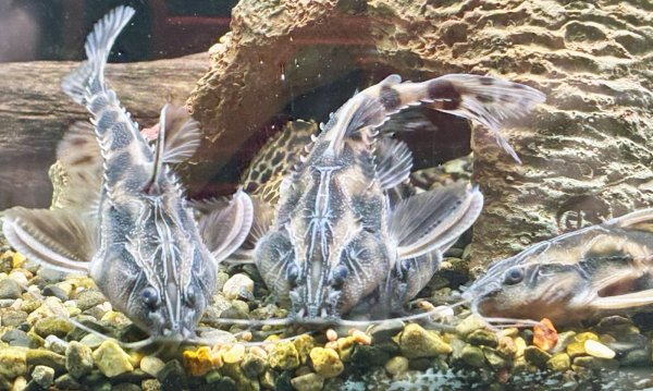 画像2: メガロドラス(8cm±)WILD (2)