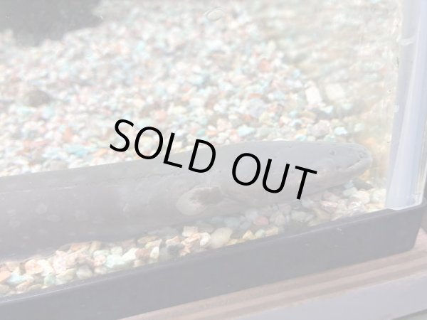 画像3: デンキウナギ(40cm±)WILD★ (3)