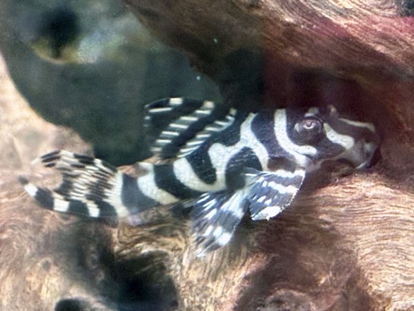 画像1: キングロイヤルペコルティア(5cm±)国産ブリード★ (1)