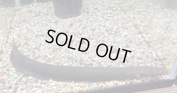 画像2: デンキウナギ(40cm±)WILD★ (2)