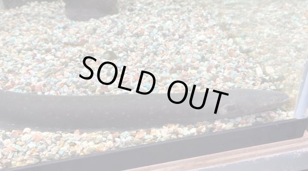 画像1: デンキウナギ(40cm±)WILD★ (1)