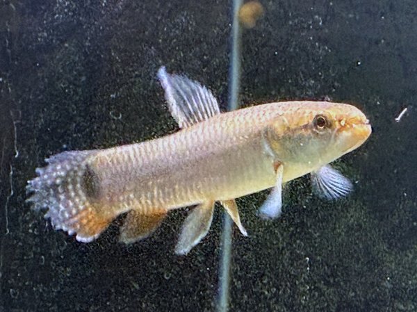 画像3: レインボーホーリー(11cm±)WILDタパウワ★ (3)