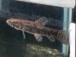 画像2: タイガーホーリー(9cm±)WILDコロンビア★ (2)