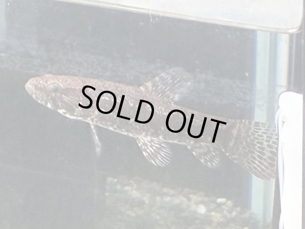 画像2: タイガーホーリー(9cm±)WILDコロンビア★ (2)