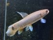 画像2: レインボーホーリー(11cm±)WILDタパウワ★ (2)