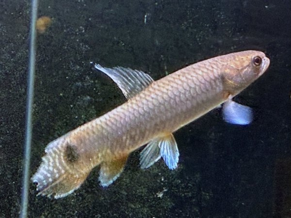 画像2: レインボーホーリー(11cm±)WILDタパウワ★ (2)