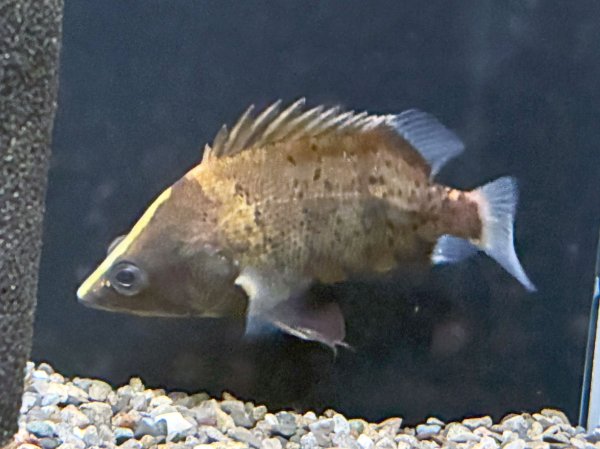 画像1: ニューギニア ダトニオ(9cm±)WILD (1)