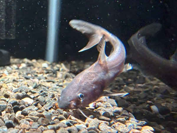 画像3: スタージョンシーキャット(8cm±)WILD★ (3)