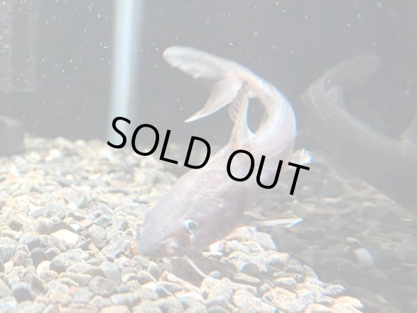 画像3: スタージョンシーキャット(8cm±)WILD★ (3)