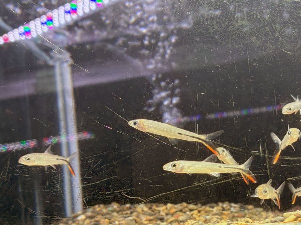 画像2: レッドテールヘミオダス(4cm±)WILD (2)