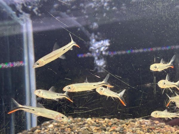 画像3: レッドテールヘミオダス(4cm±)WILD (3)