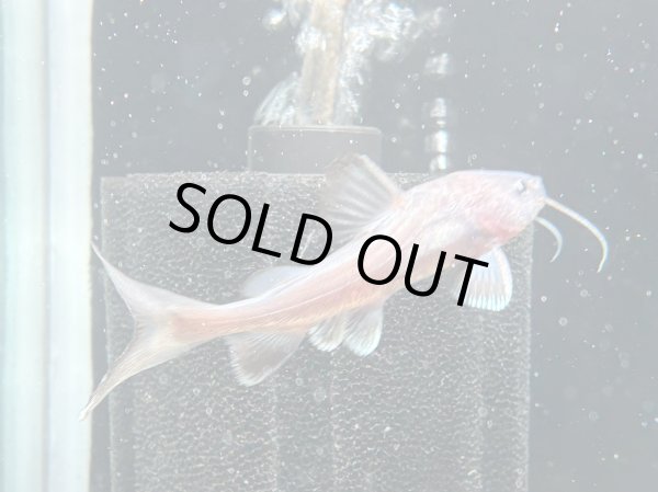 画像1: スタージョンシーキャット(8cm±)WILD★ (1)