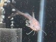 画像2: スタージョンシーキャット(8cm±)WILD★ (2)