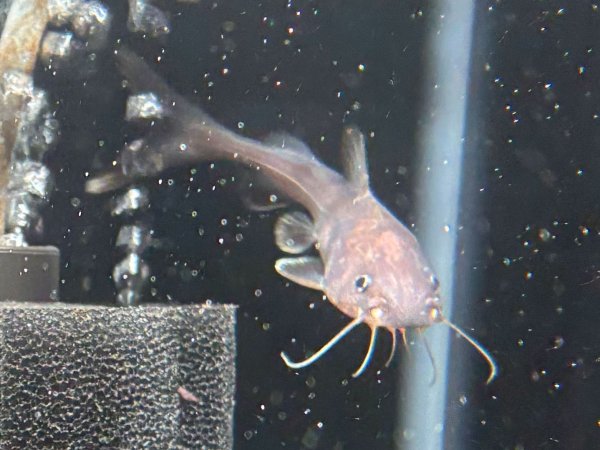 画像2: スタージョンシーキャット(8cm±)WILD★ (2)