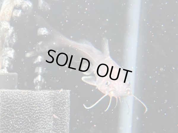 画像2: スタージョンシーキャット(8cm±)WILD★ (2)