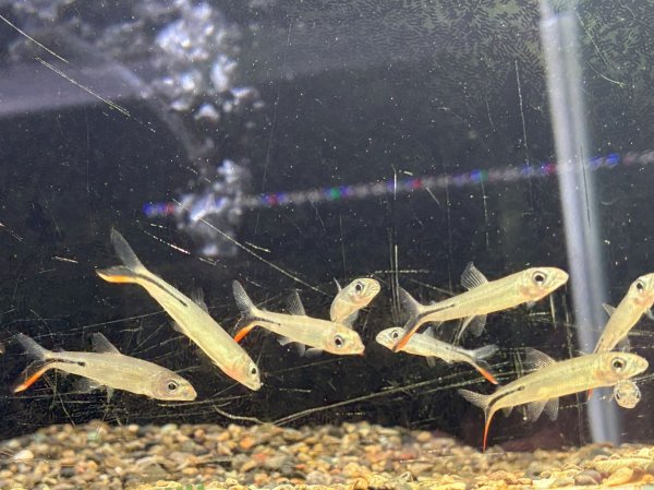 画像1: レッドテールヘミオダス(4cm±)WILD (1)