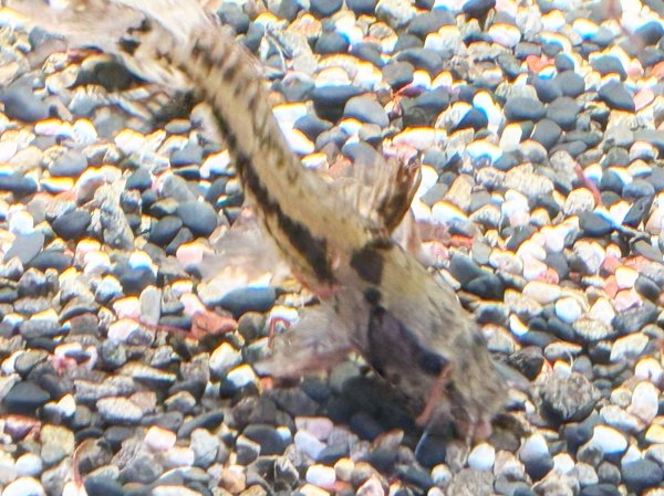 画像3: マウスフィンキャット(8cm±)WILDペルー★ (3)