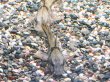 画像3: マウスフィンキャット(8cm±)WILD★ (3)