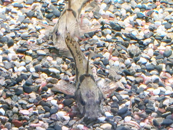 画像4: マウスフィンキャット(8cm±)WILDペルー★ (4)