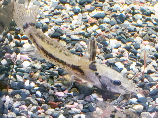 画像5: マウスフィンキャット(8cm±)WILDペルー★ (5)