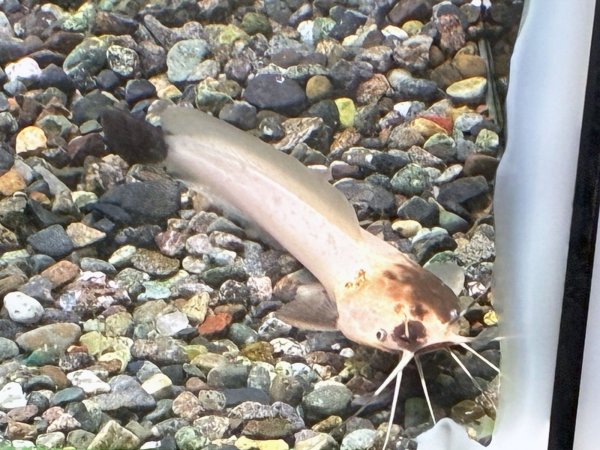 画像1: パンダクララ(7cm±)WILDインドネシア (1)