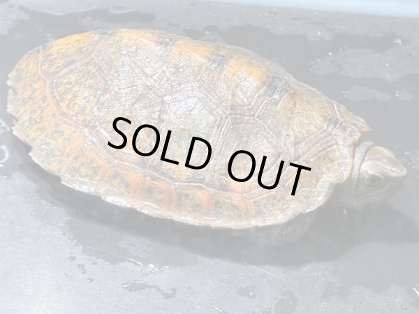 画像3: ニホンイシガメ オス(8.5cm±)WILD▲v (3)