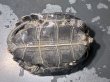 画像6: ニホンイシガメ オス(8.5cm±)WILD▲v (6)