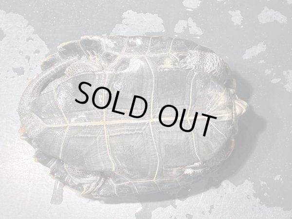 画像6: ニホンイシガメ オス(8.5cm±)WILD▲v (6)