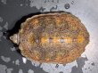 画像1: ニホンイシガメ オス(8.5cm±)WILD▲v (1)