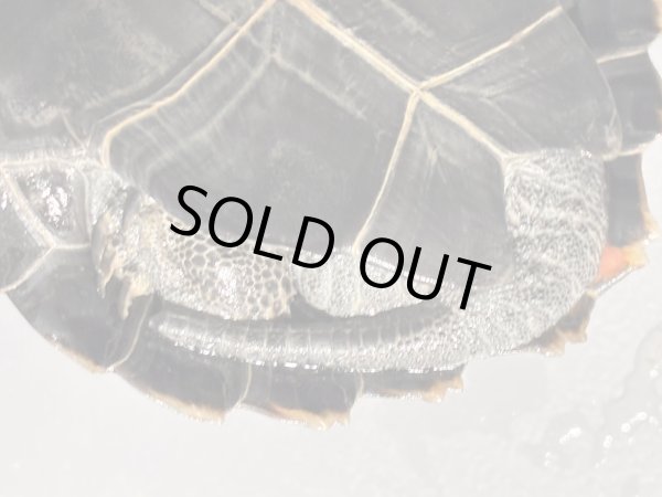 画像7: ニホンイシガメ オス(8.5cm±)WILD▲v (7)