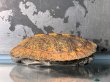 画像4: ニホンイシガメ オス(8.5cm±)WILD▲v (4)