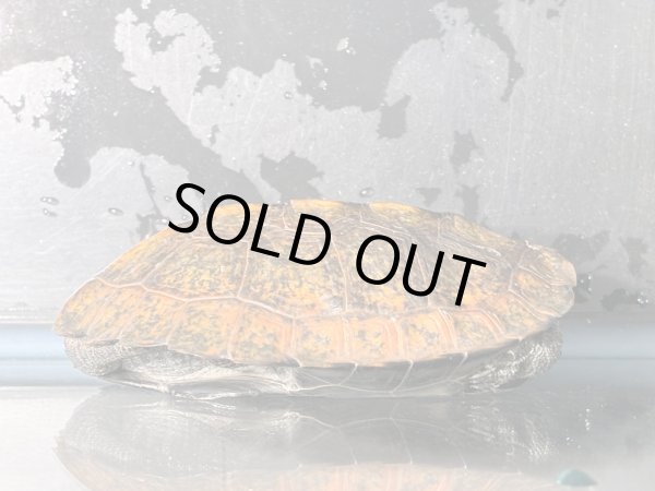 画像4: ニホンイシガメ オス(8.5cm±)WILD▲v (4)