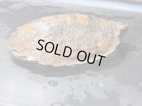 画像2: ニホンイシガメ オス(8.5cm±)WILD▲v (2)