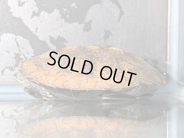 画像5: ニホンイシガメ オス(8.5cm±)WILD▲v (5)