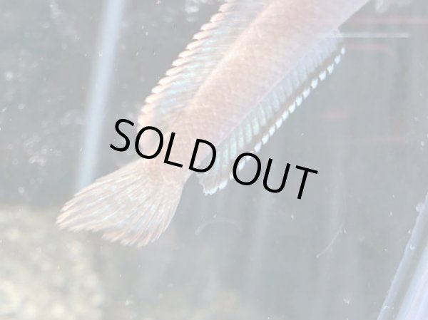 画像3: アイズファイヤー スネークヘッド(9cm±)WILD★ (3)