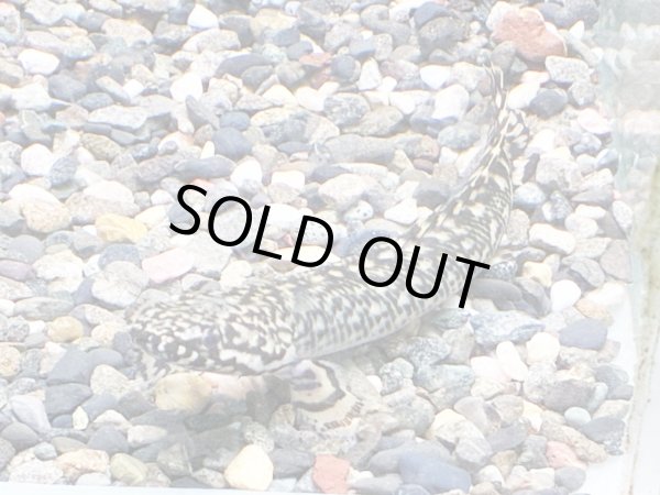 画像1: ポリプテルス オルナティピンニス(10cm±)ブリード★ (1)