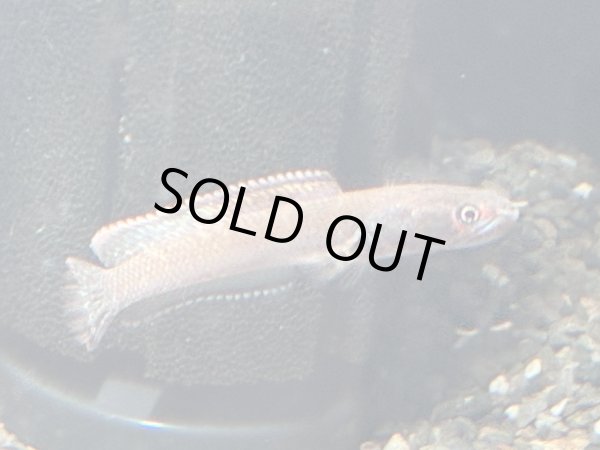 画像2: アイズファイヤー スネークヘッド(9cm±)WILD★ (2)