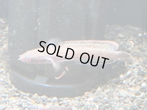 画像1: アイズファイヤー スネークヘッド(9cm±)WILD★ (1)