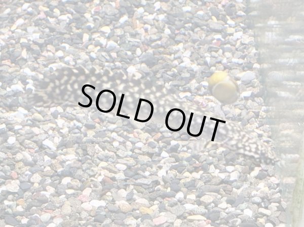 画像2: ポリプテルス オルナティピンニス(10cm±)ブリード★ (2)