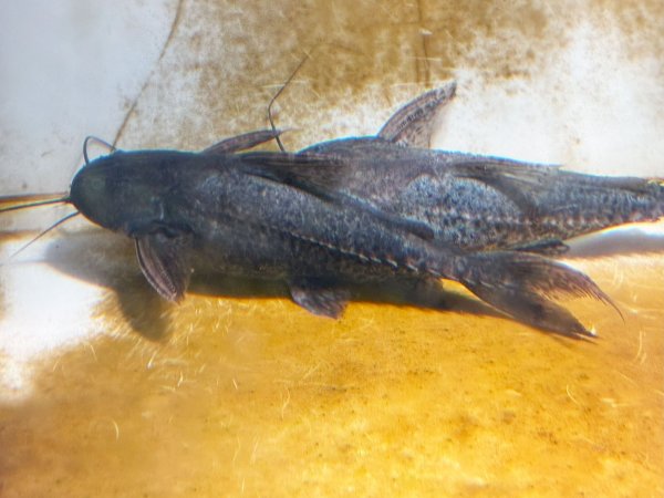 画像2: ボドワード(22cm±)WILDペルー★ (2)