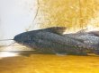 画像1: ボドワード(22cm±)WILDペルー★ (1)