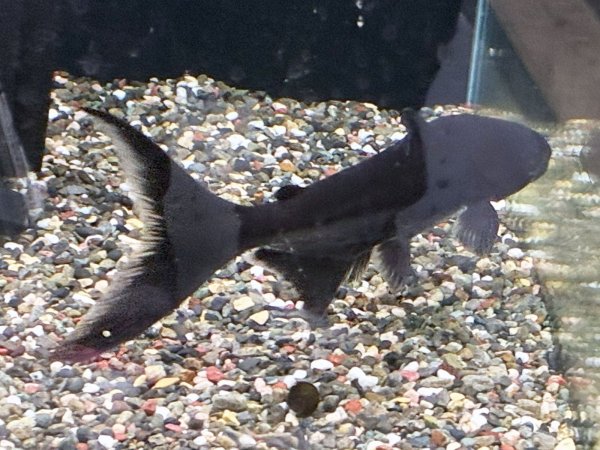 画像3: メコンオオナマズ(22cm±)WILDタイ 登録証あり▲ (3)