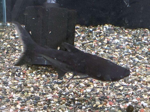 画像2: メコンオオナマズ(22cm±)WILDタイ 登録証あり▲ (2)