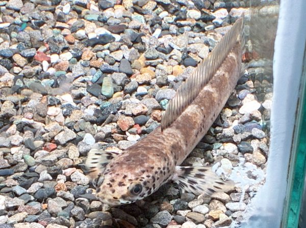 画像1: チャンナ リムバータ ダルメシアン(12cm±) (1)