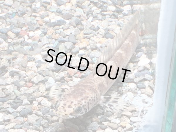 画像1: チャンナ リムバータ ダルメシアン(12cm±) (1)